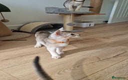 Abyssinian cats for sale: SILVER Abyssinian kittens - Image 12
