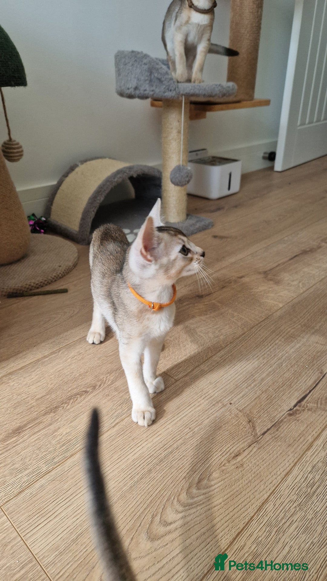 Abyssinian cats for sale: SILVER Abyssinian kittens - Image 12