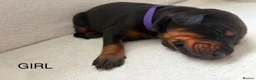 Dobermann dogs for sale: KC REGISTERED - DOBERMAN PUPPIES in Saint Helens - Advert 12