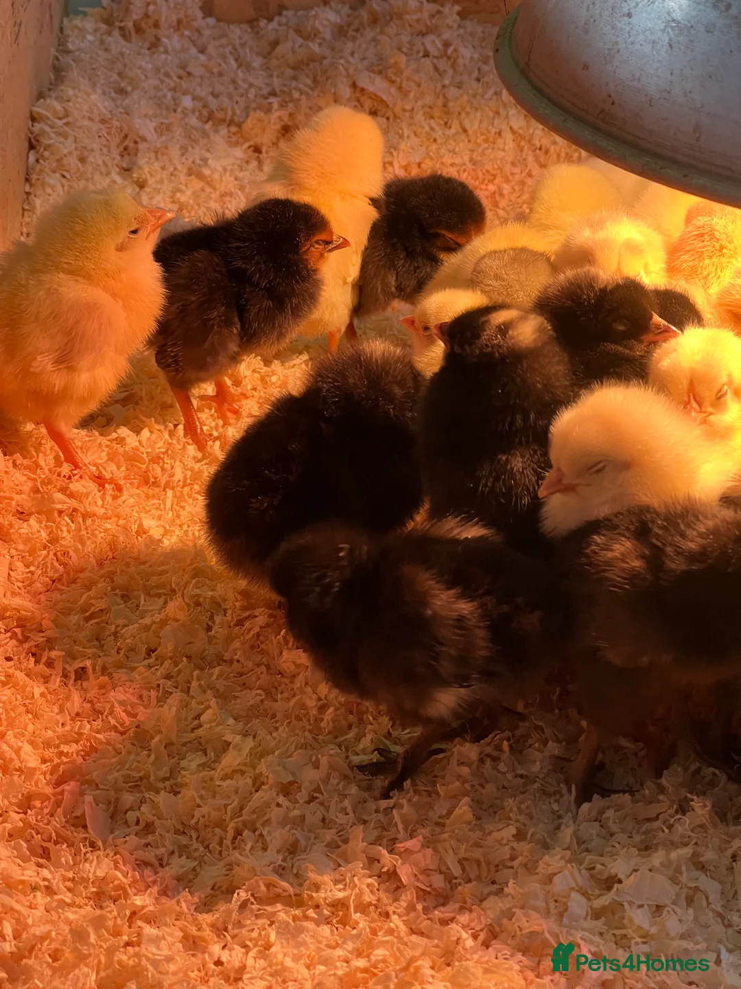 Chickens poultry for sale: Day old chicks - Guaranteed Females  - Advert 2