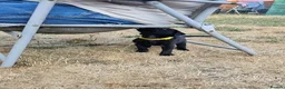 Labrador Retriever dogs for sale: Amazing Labrador Puppies for sale - Advert 6