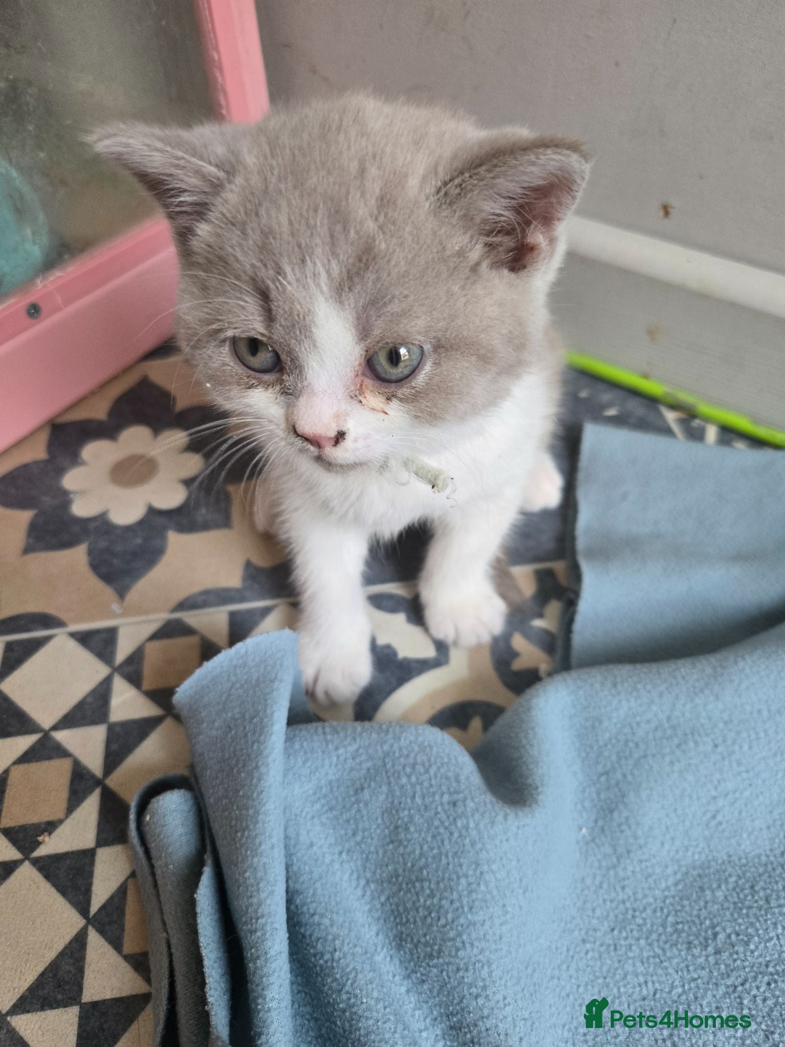 British Shorthair cats Ready now Britishorthairs kittens 1 boys 1 girl  - Advert 7