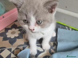 British Shorthair cats Ready now Britishorthairs kittens 1 boys 1 girl - Advert 7