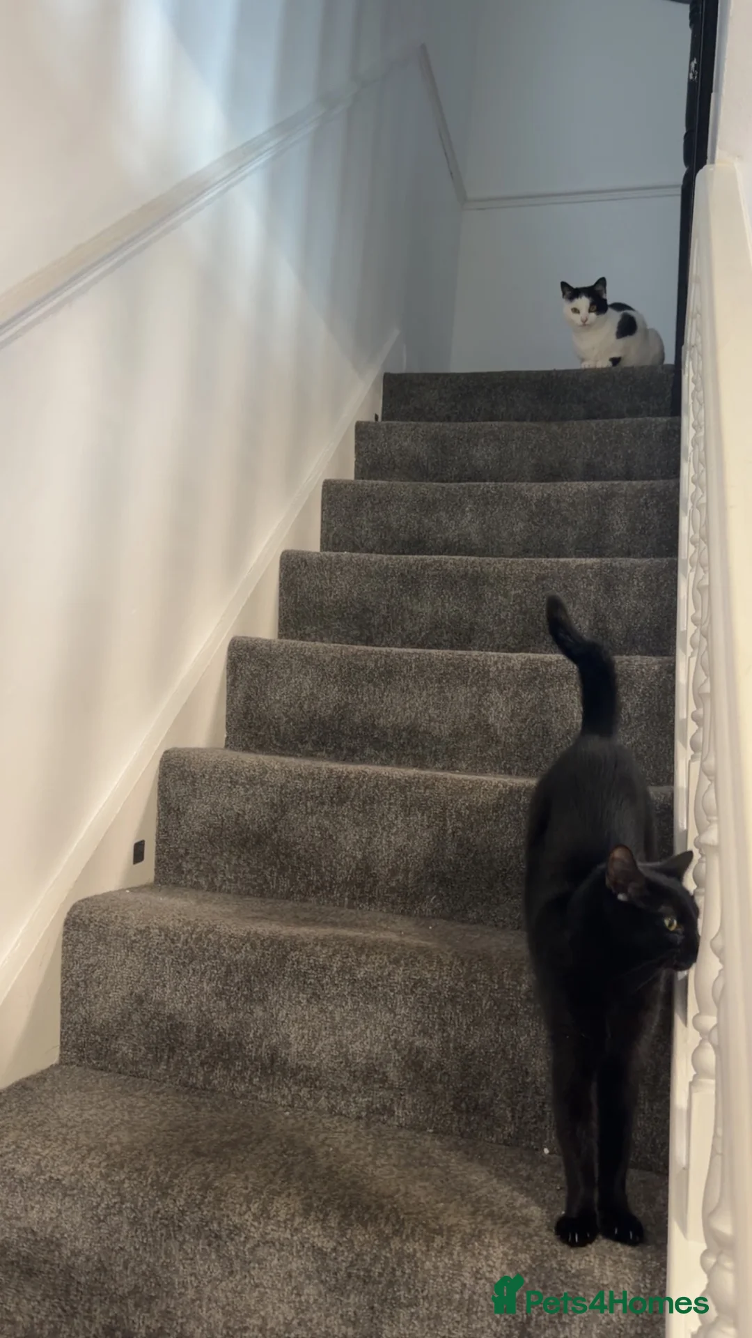 Domestic Shorthair cats for sale: Missy and Sadie - Free Rehoming in Blackpool - Advert 2