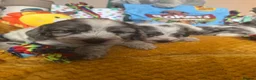 Cockapoo dogs for sale: Cockapoo puppies  - Advert 11
