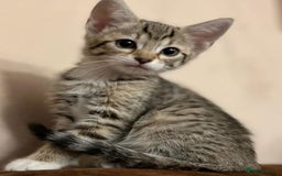 Mixed Breed cats for sale: Cross kittens ready to leave - Image 7