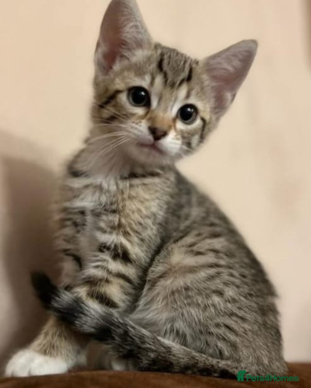 Mixed Breed cats for sale: Cross kittens ready to leave - Image 7