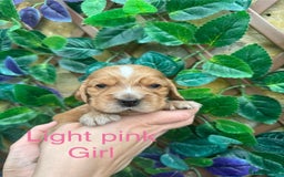 Cocker Spaniel dogs for sale: Superb show type cocker spaniel puppies.  - Image 8