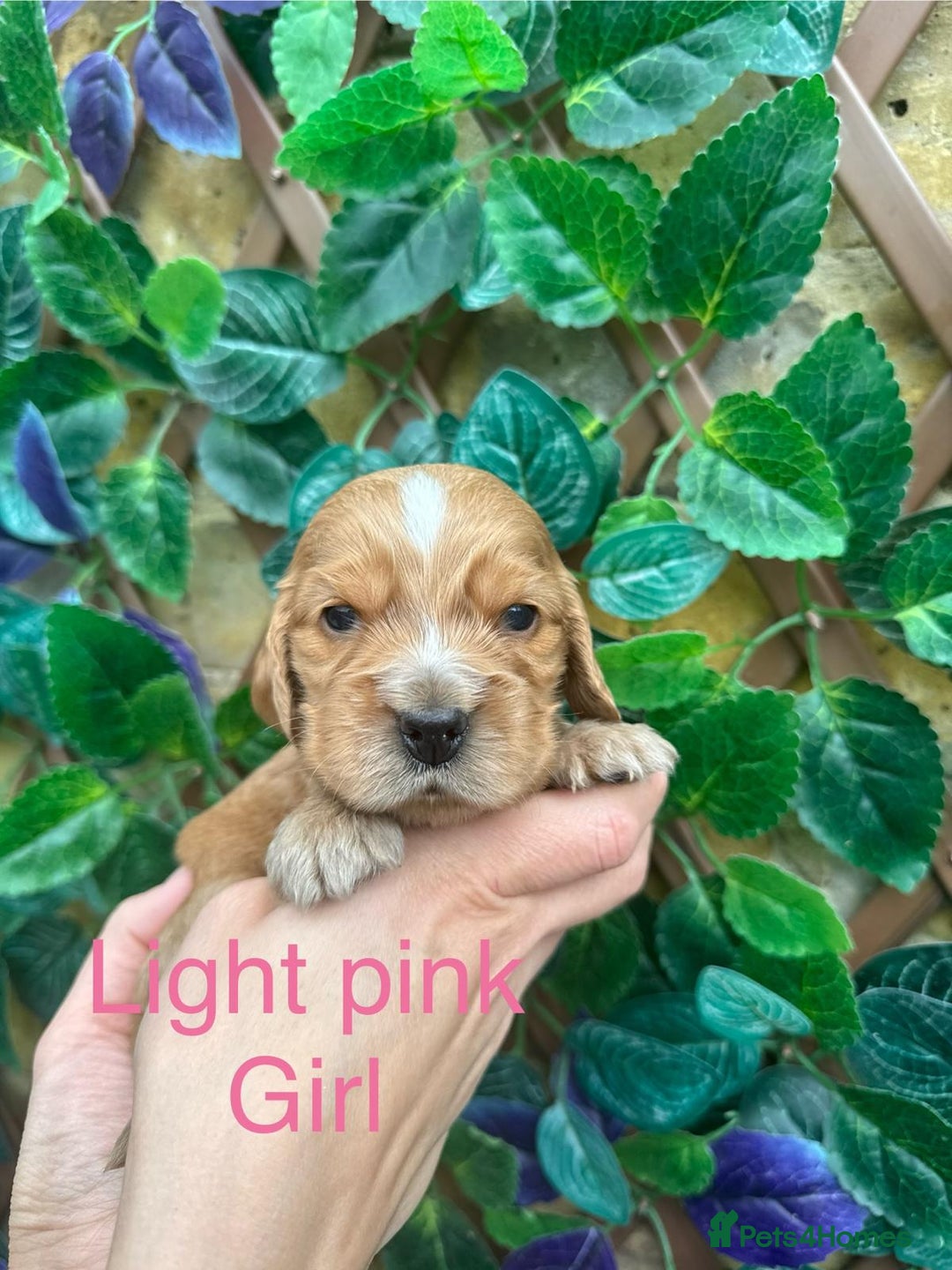 Cocker Spaniel dogs for sale: Superb show type cocker spaniel puppies.  - Image 8