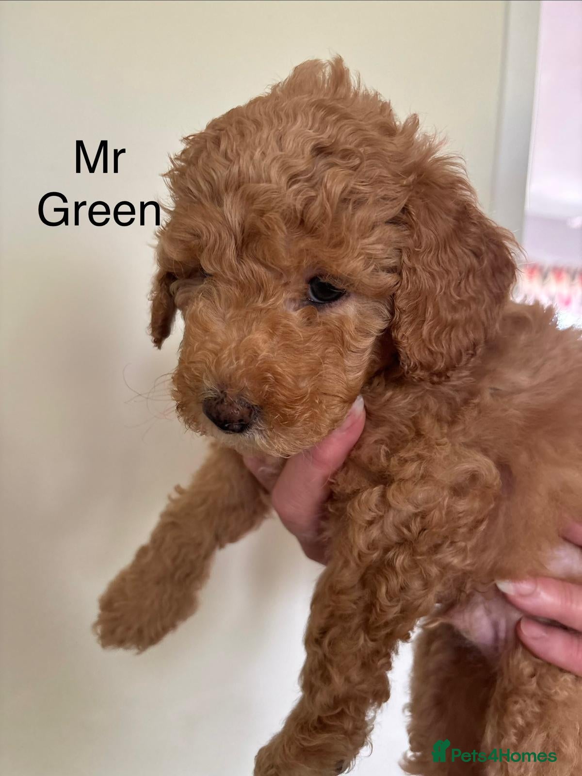 Mixed Breed dogs Moyen/Miniature Poodle - Advert 1
