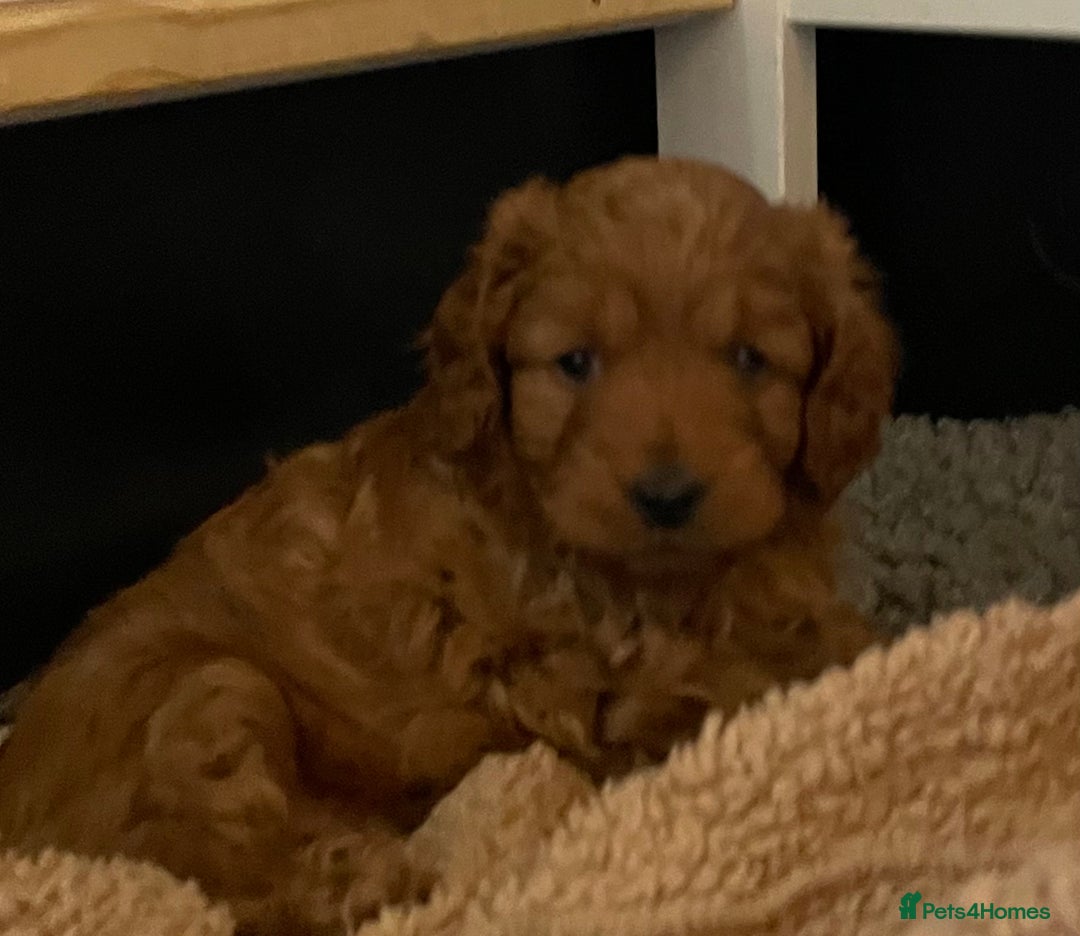 Cavapoo dogs for sale: F1b Cavapoooo  - Advert 23