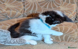 Maine Coon cats for sale: 🐾 Giant GCCF Maine Coon Kitties Champion Lines - Image 14