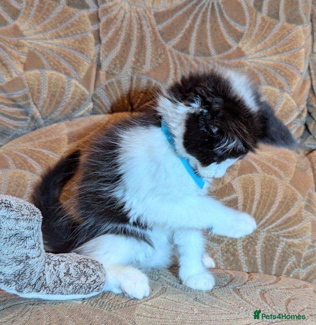Maine Coon cats for sale: 🐾 Giant GCCF Maine Coon Kitties Champion Lines - Image 14