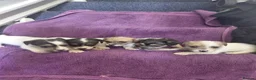 Jack Russell dogs for sale: Jack Russell puppies, full pedigree  - Advert 12