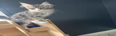 Maine Coon 2