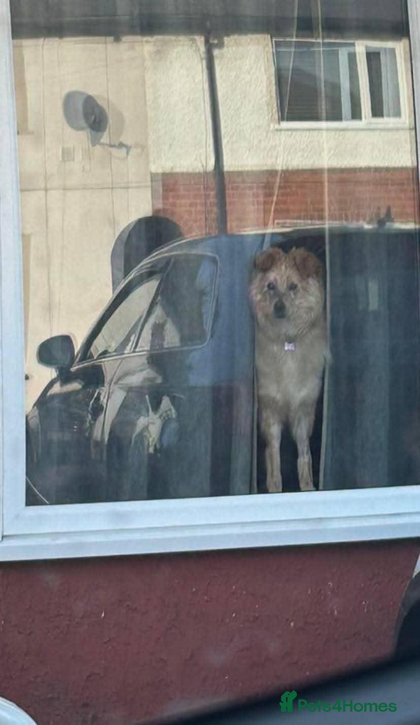 Meet Sabre, currently residing in Leicestershire — Mixed Breed