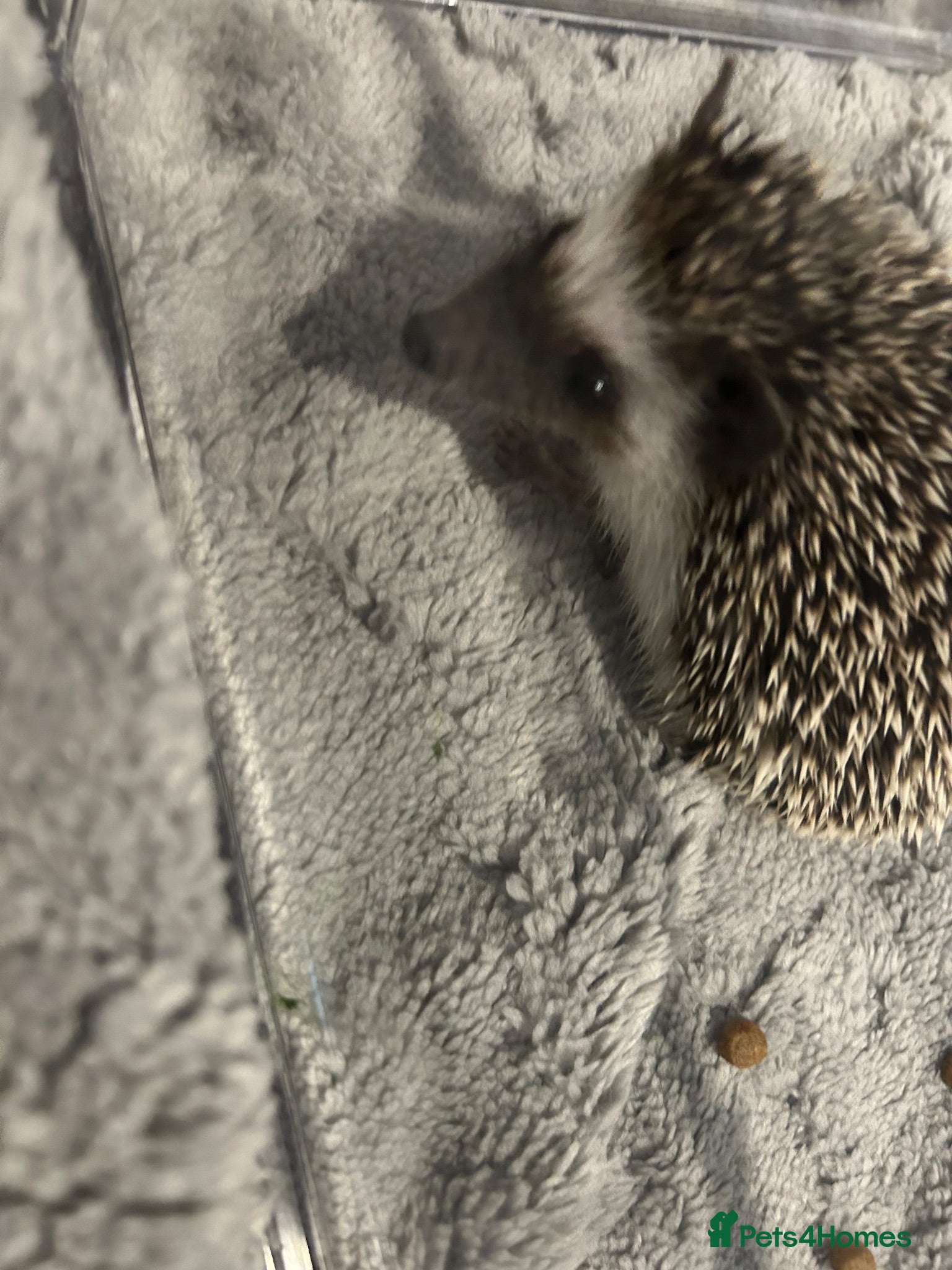 Pygmy Hedgehog rodents African Pygmy hedgheog + enclosure  - Advert 3