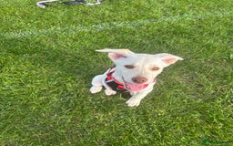 Mixed Breed dogs for sale: Labrador Husky - Image 4