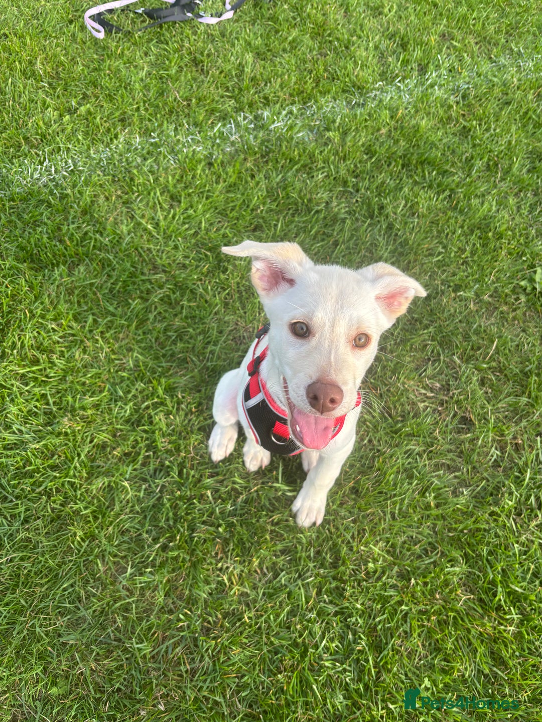 Mixed Breed dogs for sale: Labrador Husky - Image 4