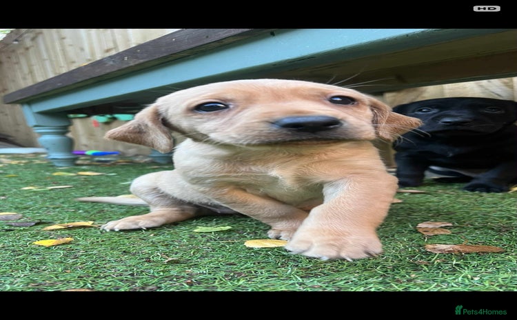 Labrador Retriever dogs Beautiful Labradors. Ready in December - Advert 15