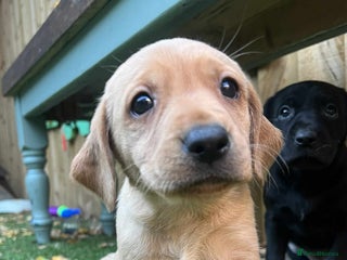 Labrador Retriever dogs Beautiful Labradors. Ready in December - Advert 11