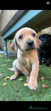 Labrador Retriever dogs Beautiful Labradors. Ready in December - Advert 15