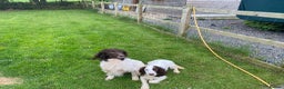 English Springer Spaniel dogs for sale: English Springer Spaniel Puppies - Advert 8