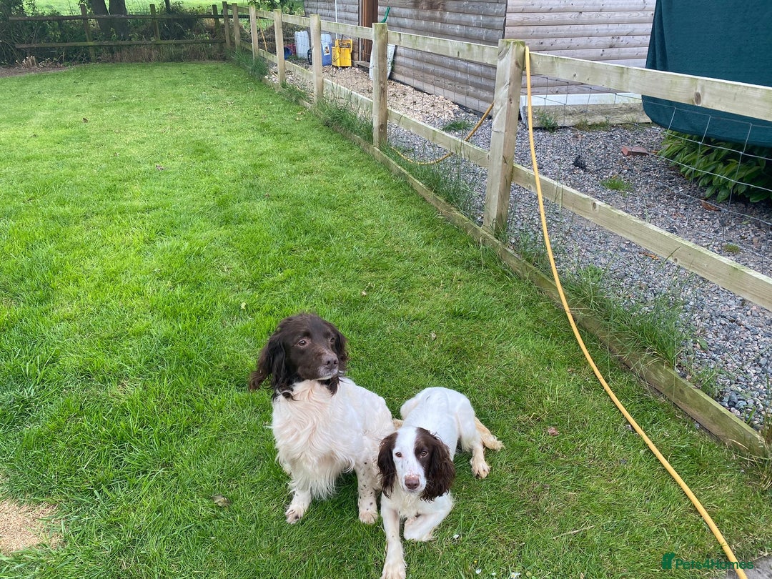 English Springer Spaniel dogs for sale: English Springer Spaniel Puppies - Advert 8