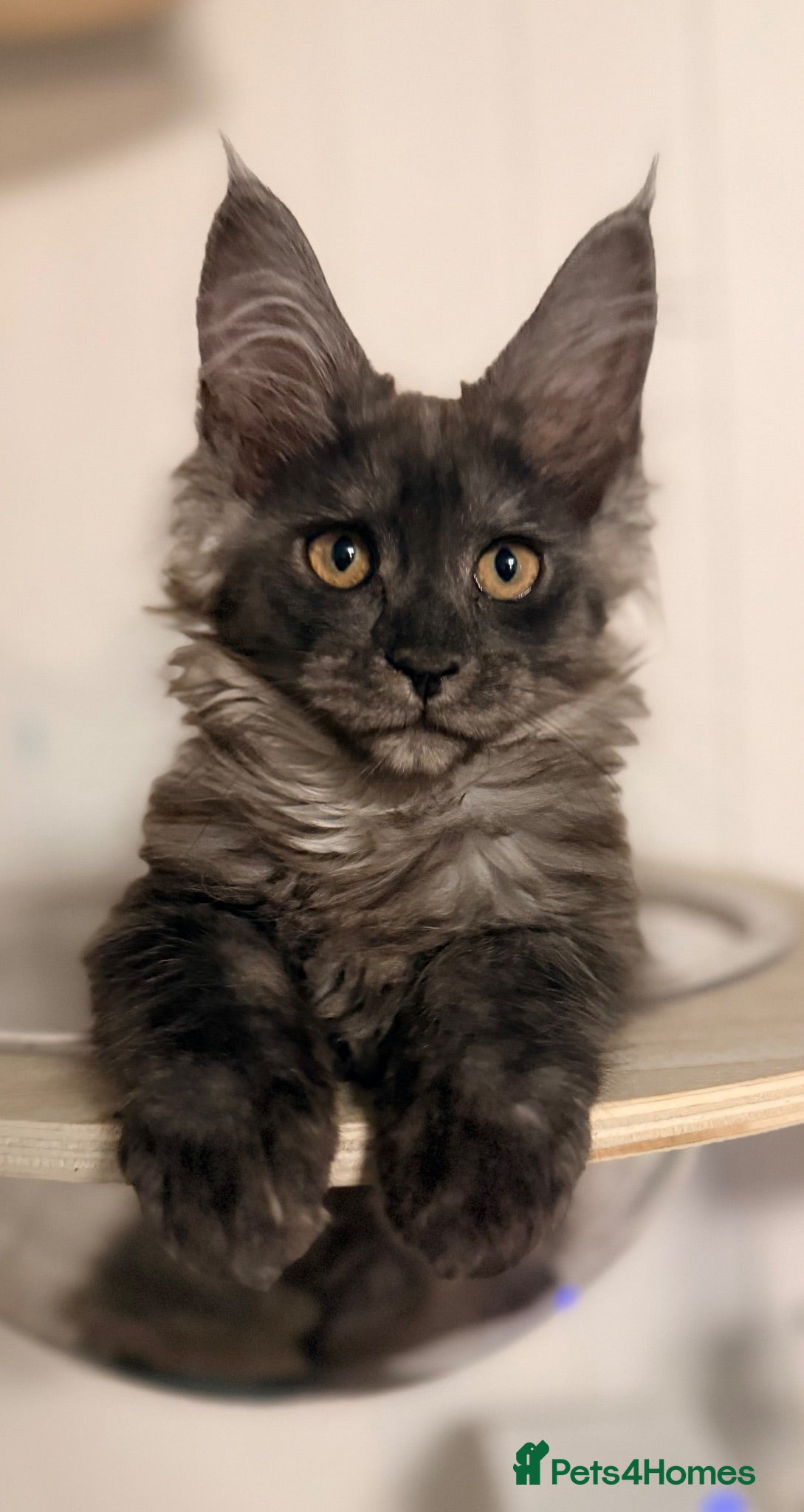 Maine Coon cats One beautiful black smoked Maine coons ready soon - Advert 2
