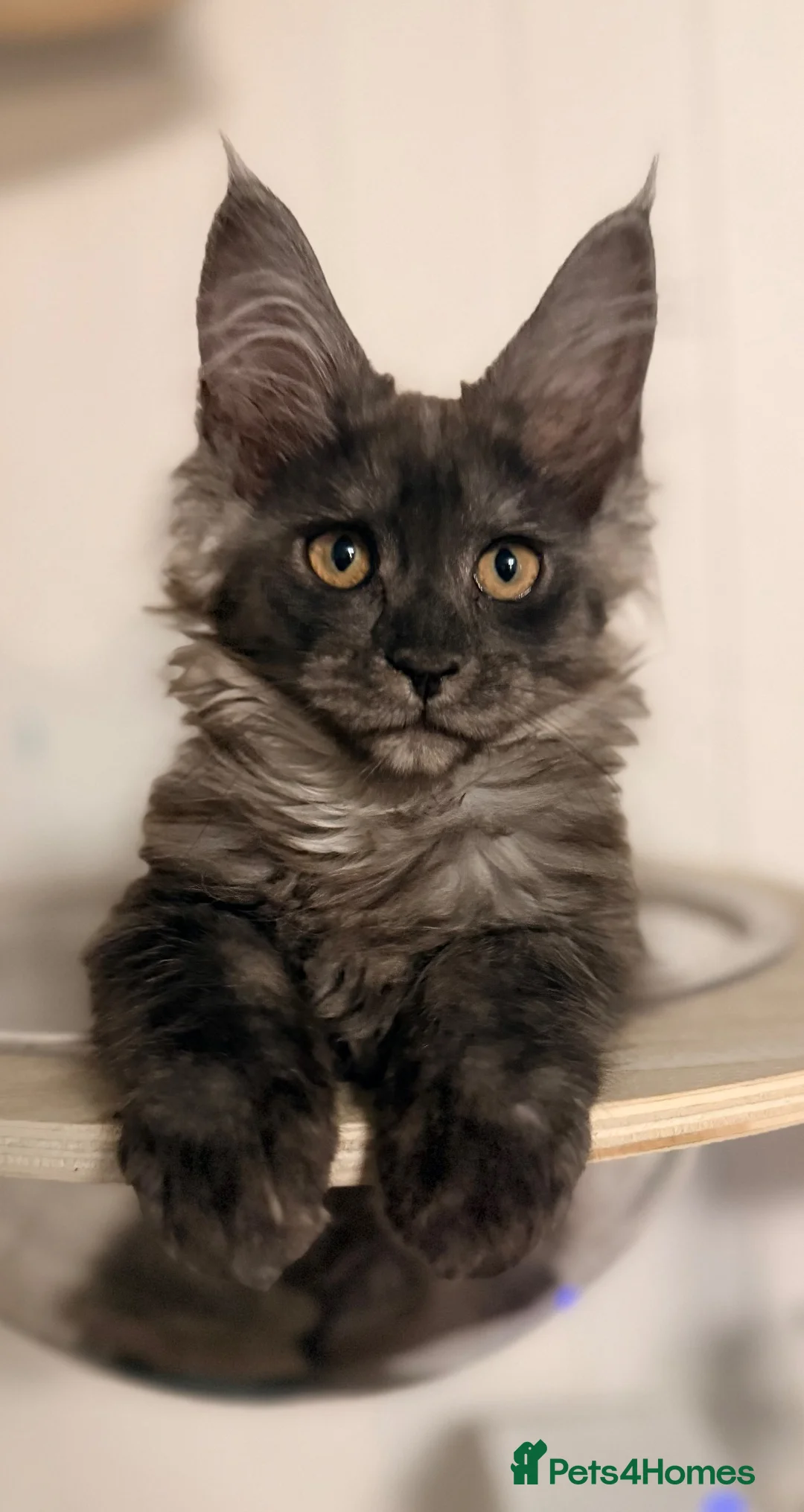 Maine Coon cats for sale: One beautiful black smoked Maine coons ready soon - Advert 2