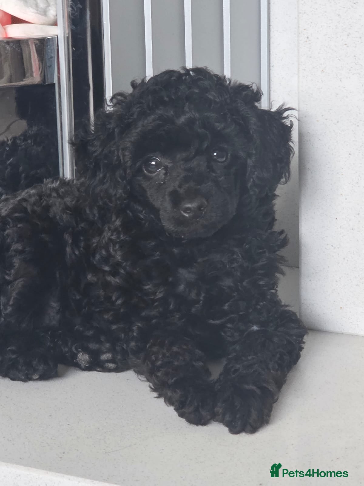 Toy Poodle dogs for sale: Gorgeous Kc Toy Poodle Puppy for Sale!  - Advert 1