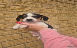 Mixed Breed dogs for sale: Jack russell x cavalier king Charles  - Image 13