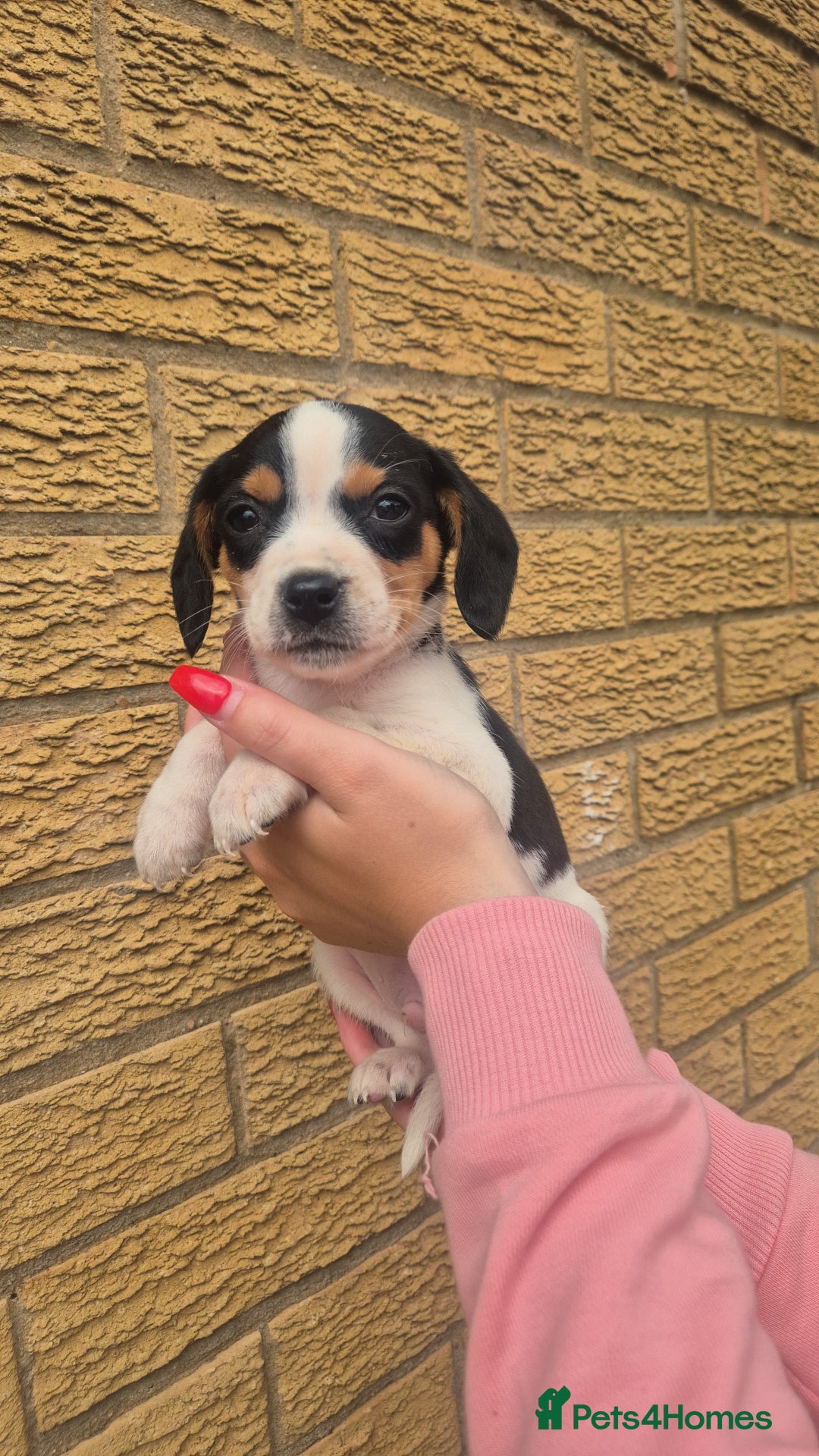 Mixed Breed dogs for sale: Jack russell x cavalier king Charles  - Image 13