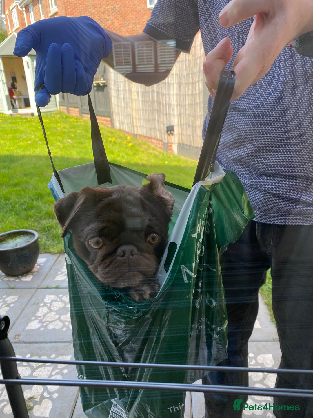 Pug dogs for sale: Chocolate Brown Pug - Image 11
