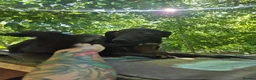Italian Greyhound dogs for adoption: Olive - north Walsham Norfolk  in North Walsham - Advert 10