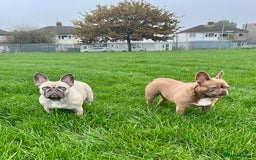 French Bulldog dogs for sale: Aiwa and Loya - Image 10