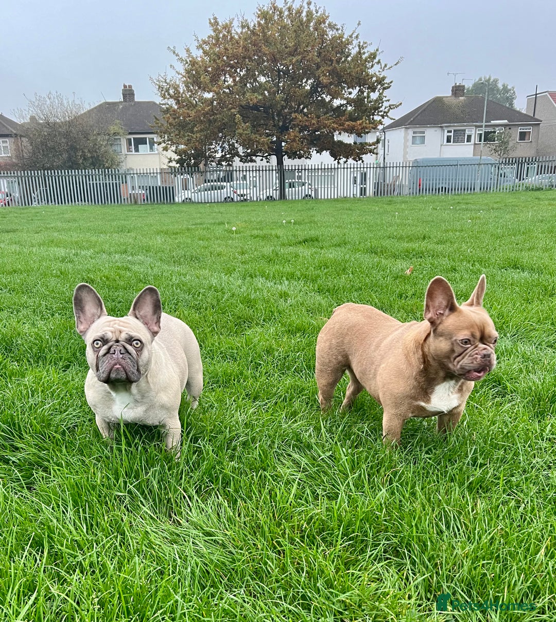French Bulldog dogs for sale: Aiwa and Loya - Image 10