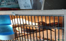 Finches birds for sale: Zebra finches - Advert 2