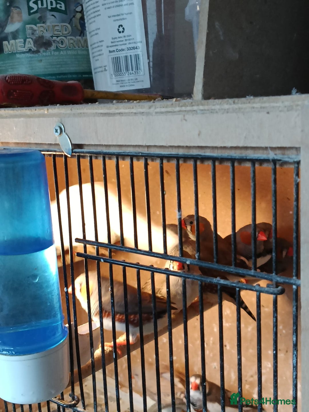 Finches birds for sale: Zebra finches - Advert 2