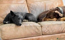 Mixed Breed dogs for adoption: WHISKY - 19 months old, Male, Mixed Breed - Image 3