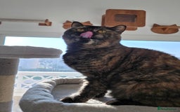 Mixed Breed cats for adoption: [Indoors Only] Kushary - Lovely Affectionate Queen - Advert 7