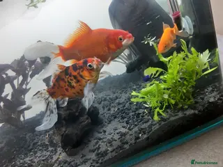 Shubunkins fish A Great Couple. - Advert 18