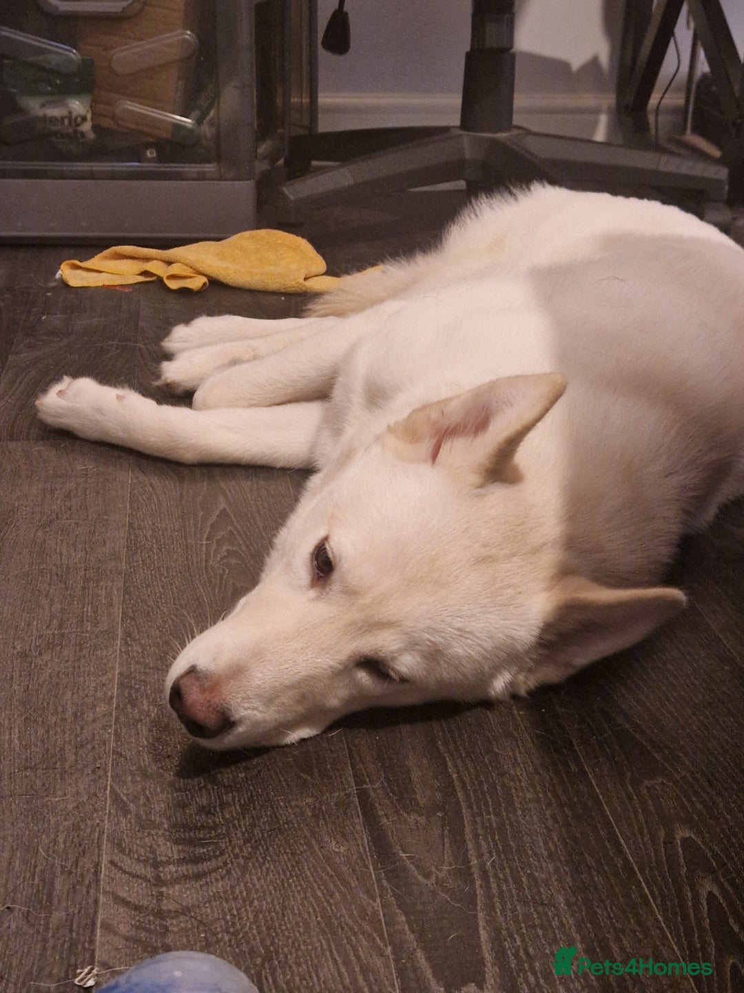 Siberian Husky dogs for sale: Husky  - Advert 3