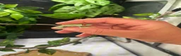 Frog reptiles for sale: 6 red eye tree frogs and enclosure  - Advert 4