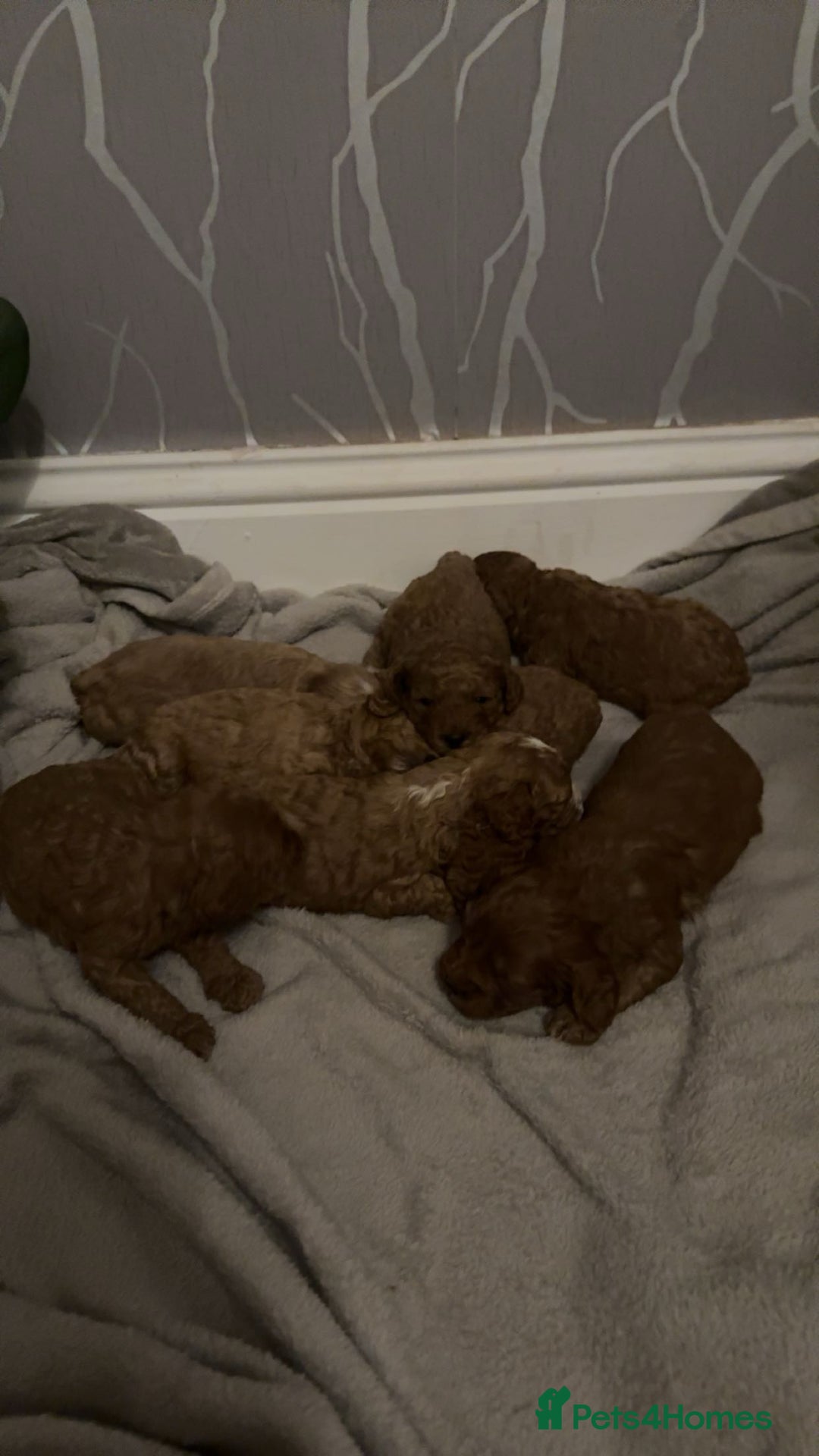 Cavapoo dogs for sale: DNA clear cavapoo puppies  - Advert 9