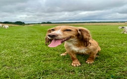 Cocker Spaniel dogs for sale: Golden KC working cocker spaniel puppies  - Image 12