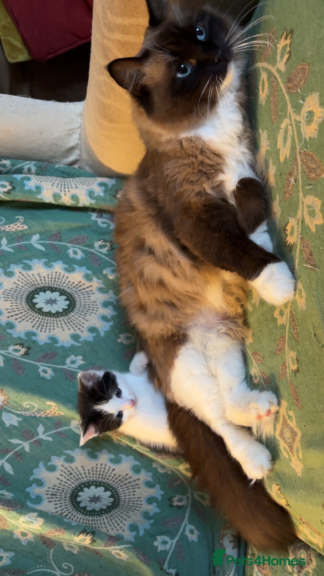 Mixed Breed cats for sale: 3 Ragdoll X Kittens  - Advert 6