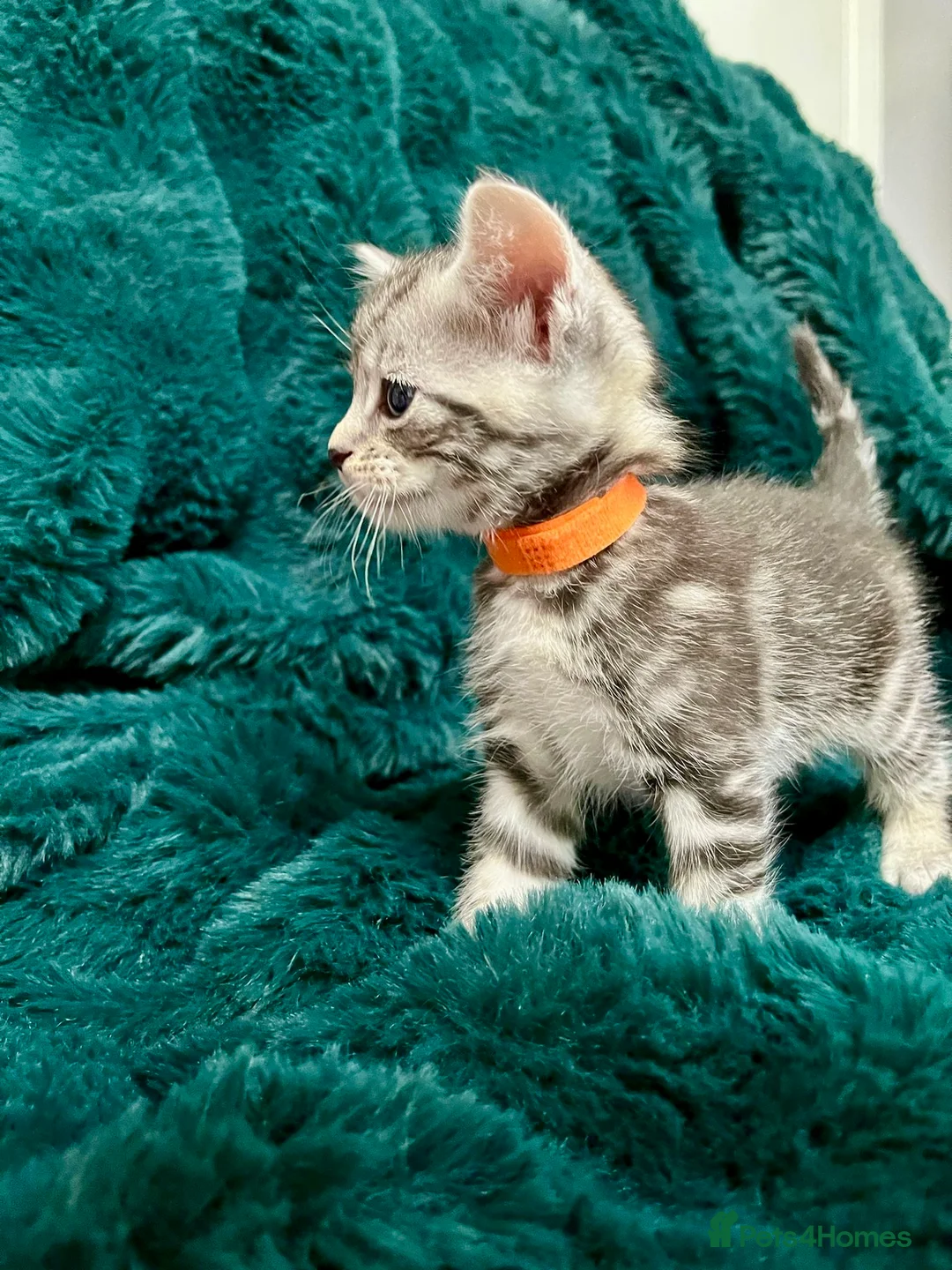 Maine Coon cats for sale: Last 2 kittens available  - Advert 7