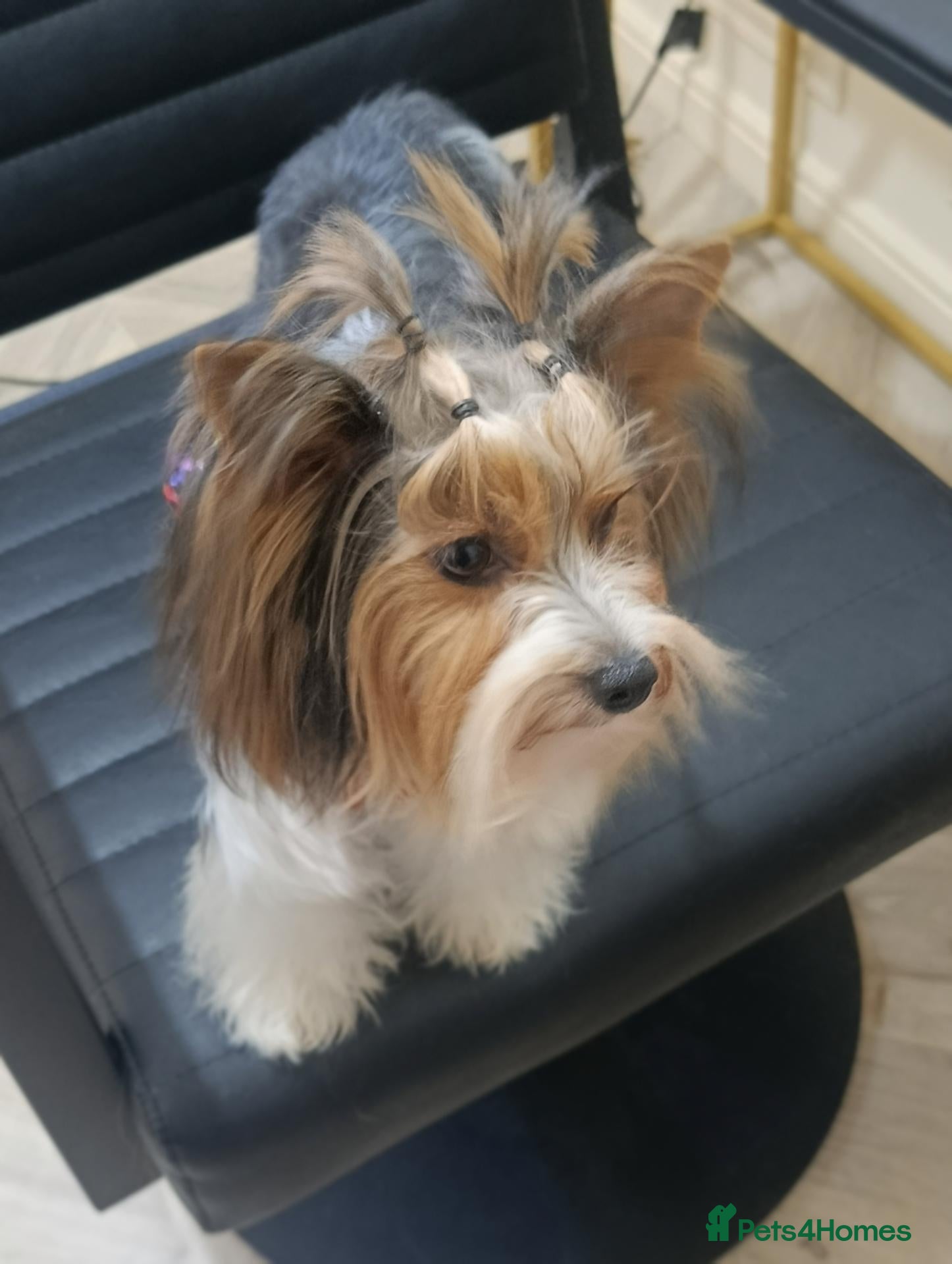 Yorkshire Terrier dogs Yorkshire terrier Biewer Girl - Advert 4