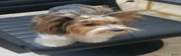 Yorkshire Terrier dogs for sale: Yorkshire terrier Biewer Girl in Hull - Advert 1